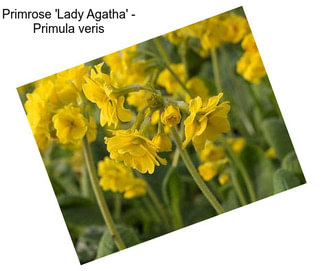 Primrose \'Lady Agatha\' - Primula veris