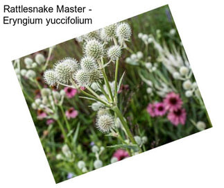 Rattlesnake Master - Eryngium yuccifolium