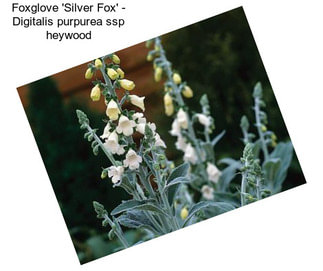 Foxglove \'Silver Fox\' - Digitalis purpurea ssp heywood