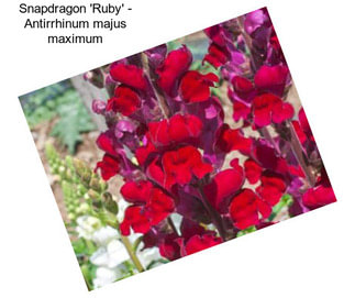 Snapdragon \'Ruby\' - Antirrhinum majus maximum