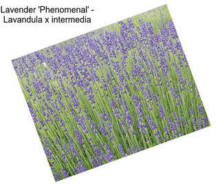 Lavender \'Phenomenal\' - Lavandula x intermedia
