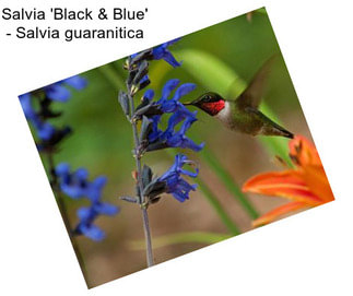 Salvia \'Black & Blue\' - Salvia guaranitica