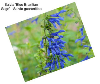 Salvia \'Blue Brazilian Sage\' - Salvia guaranitica