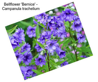 Bellflower \'Bernice\' - Campanula trachelium