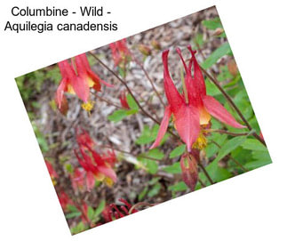 Columbine - Wild - Aquilegia canadensis