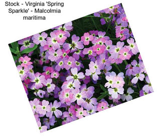 Stock - Virginia \'Spring Sparkle\' - Malcolmia maritima