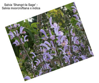 Salvia \'Shangri-la Sage\' - Salvia moorcroftiana x indica