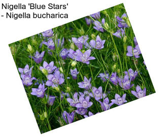 Nigella \'Blue Stars\' - Nigella bucharica