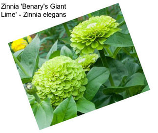 Zinnia \'Benary\'s Giant Lime\' - Zinnia elegans