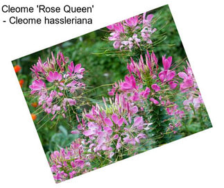 Cleome \'Rose Queen\' - Cleome hassleriana