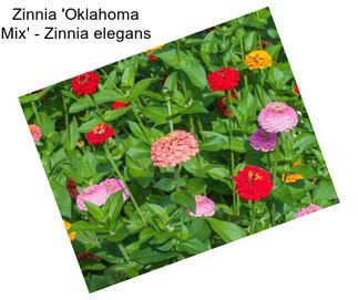 Zinnia \'Oklahoma Mix\' - Zinnia elegans