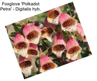 Foxglove \'Polkadot Petra\' - Digitalis hyb.