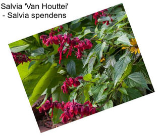 Salvia \'Van Houttei\' - Salvia spendens