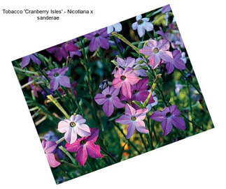 Tobacco \'Cranberry Isles\' - Nicotiana x sanderae