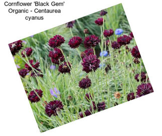 Cornflower \'Black Gem\' Organic - Centaurea cyanus