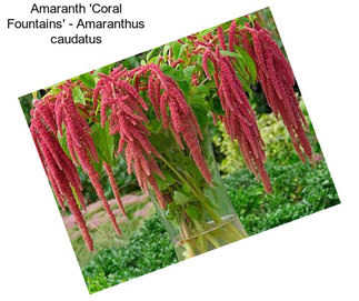 Amaranth \'Coral Fountains\' - Amaranthus caudatus