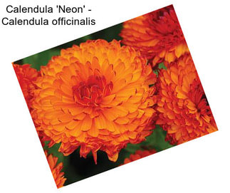 Calendula \'Neon\' - Calendula officinalis