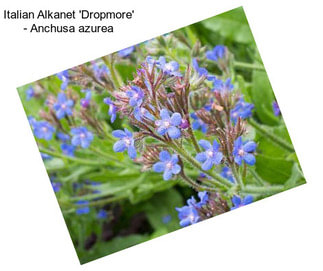 Italian Alkanet \'Dropmore\' - Anchusa azurea