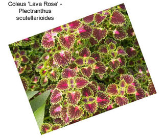 Coleus \'Lava Rose\' - Plectranthus scutellarioides