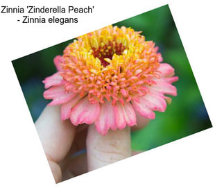 Zinnia \'Zinderella Peach\' - Zinnia elegans