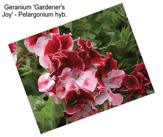 Geranium \'Gardener\'s Joy\' - Pelargonium hyb.