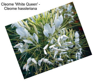 Cleome \'White Queen\' - Cleome hassleriana
