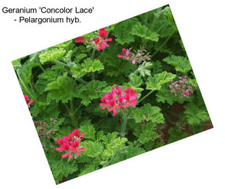 Geranium \'Concolor Lace\' - Pelargonium hyb.