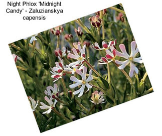 Night Phlox \'Midnight Candy\' - Zaluzianskya capensis