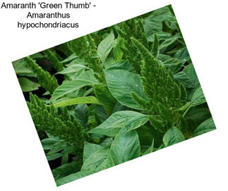 Amaranth \'Green Thumb\' - Amaranthus hypochondriacus
