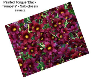 Painted Tongue \'Black Trumpets\' - Salpiglossis sinuata