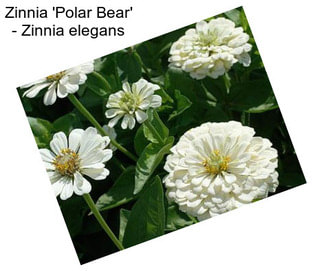 Zinnia \'Polar Bear\' - Zinnia elegans