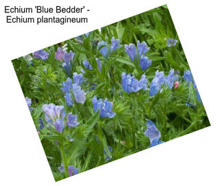 Echium \'Blue Bedder\' - Echium plantagineum