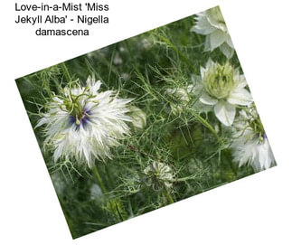 Love-in-a-Mist \'Miss Jekyll Alba\' - Nigella damascena