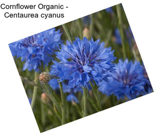 Cornflower Organic - Centaurea cyanus