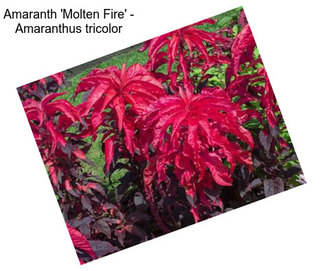 Amaranth \'Molten Fire\' - Amaranthus tricolor