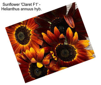 Sunflower \'Claret F1\' - Helianthus annuus hyb.