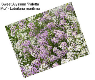 Sweet Alyssum \'Paletta Mix\' - Lobularia maritima
