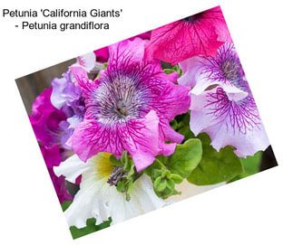 Petunia \'California Giants\' - Petunia grandiflora