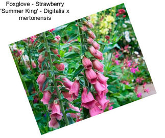 Foxglove - Strawberry \'Summer King\' - Digitalis x mertonensis