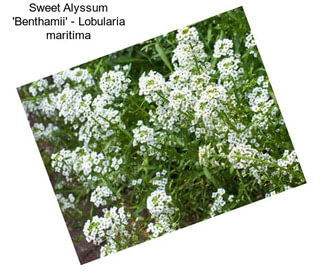 Sweet Alyssum \'Benthamii\' - Lobularia maritima