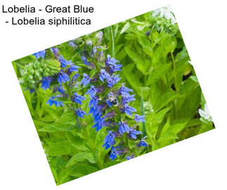 Lobelia - Great Blue - Lobelia siphilitica