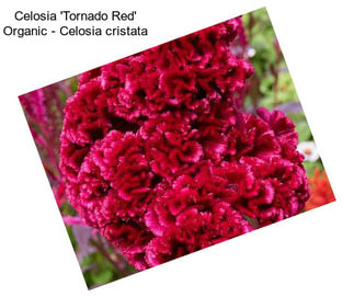 Celosia \'Tornado Red\' Organic - Celosia cristata