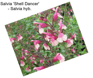 Salvia \'Shell Dancer\' - Salvia hyb.