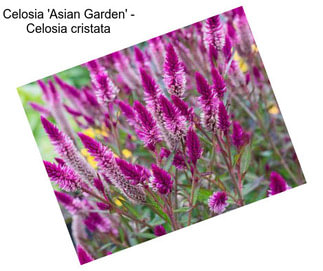 Celosia \'Asian Garden\' - Celosia cristata