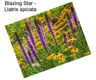 Blazing Star - Liatris spicata