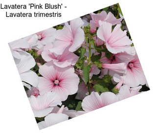 Lavatera \'Pink Blush\' - Lavatera trimestris