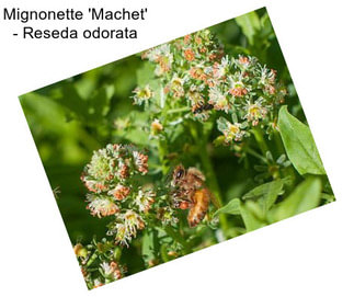 Mignonette \'Machet\' - Reseda odorata