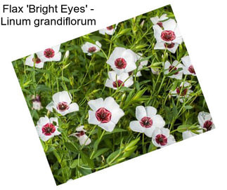 Flax \'Bright Eyes\' - Linum grandiflorum