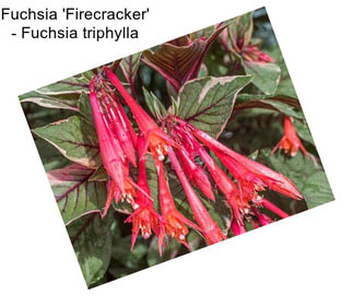 Fuchsia \'Firecracker\' - Fuchsia triphylla