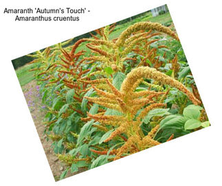 Amaranth \'Autumn\'s Touch\' - Amaranthus cruentus
